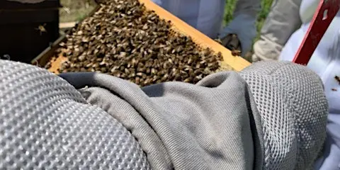 Beekeeping for Beginners