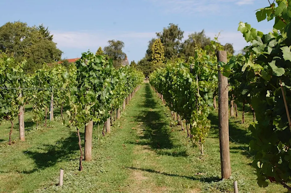 Iolo Morgannwg walk and wine tasting at St Hilary's Vineyard
