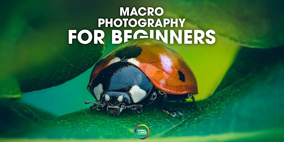 Macro Photography for Beginners With Stewart Wood